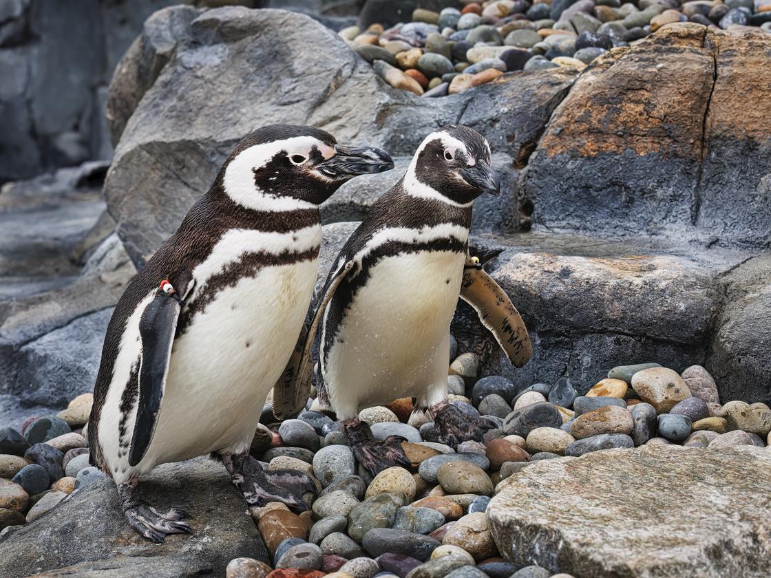 two magellanic penguins standing on rocks