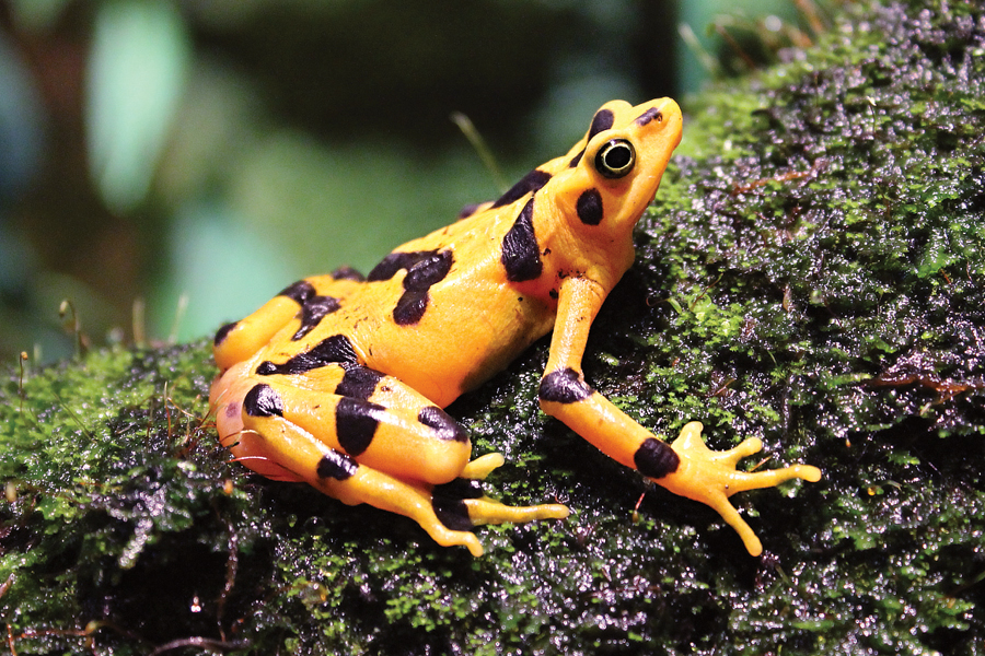 Panamanian Golden Frog