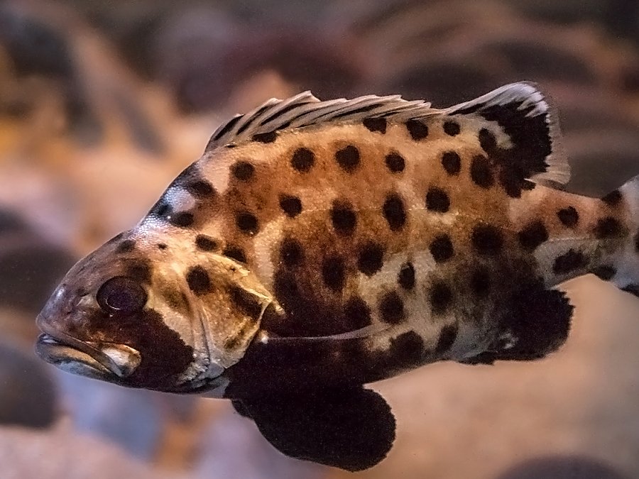 Juvenile giant sea bass - Yutaka