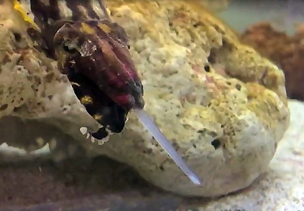 Flamboyant cuttlefish with tentacles extended