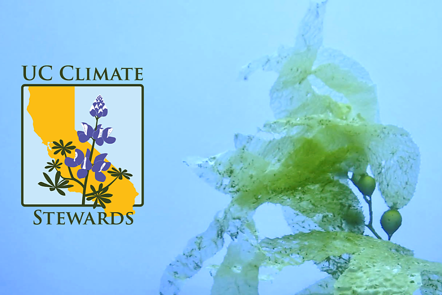 UC Climate Stewards logo over photo of kelp underwater