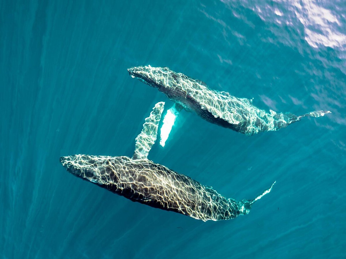 two humpback whales swim in sparkling teal waters