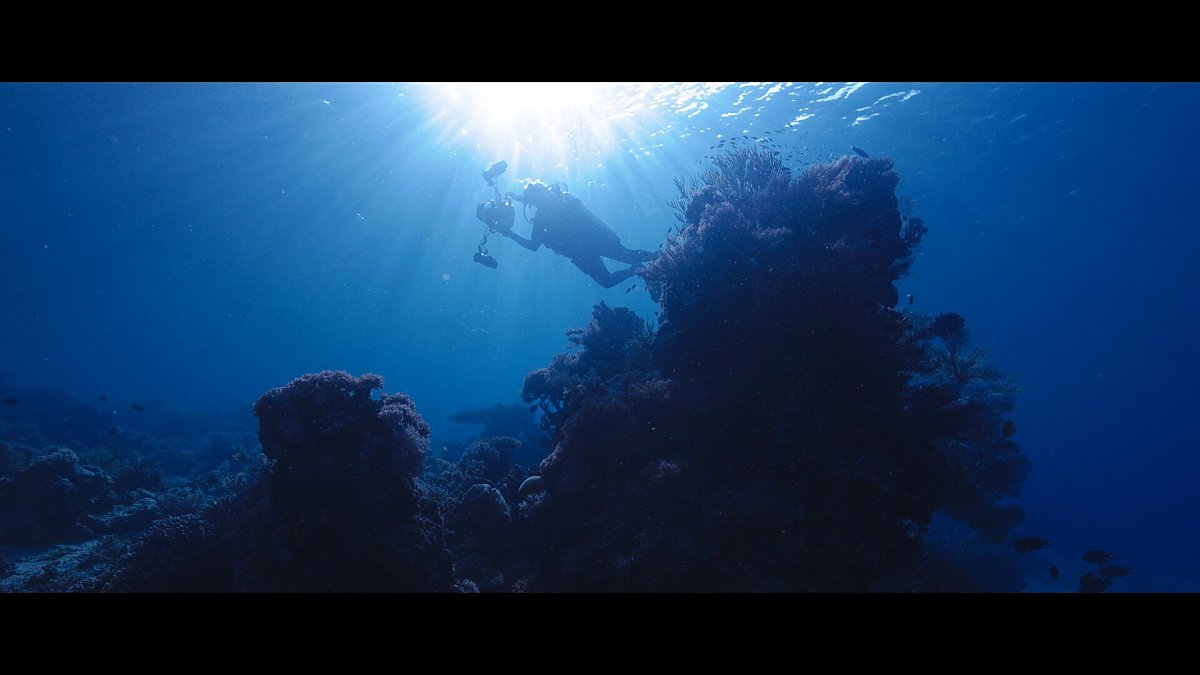 a scuba diver holding photographic equipment swims over a coral reef