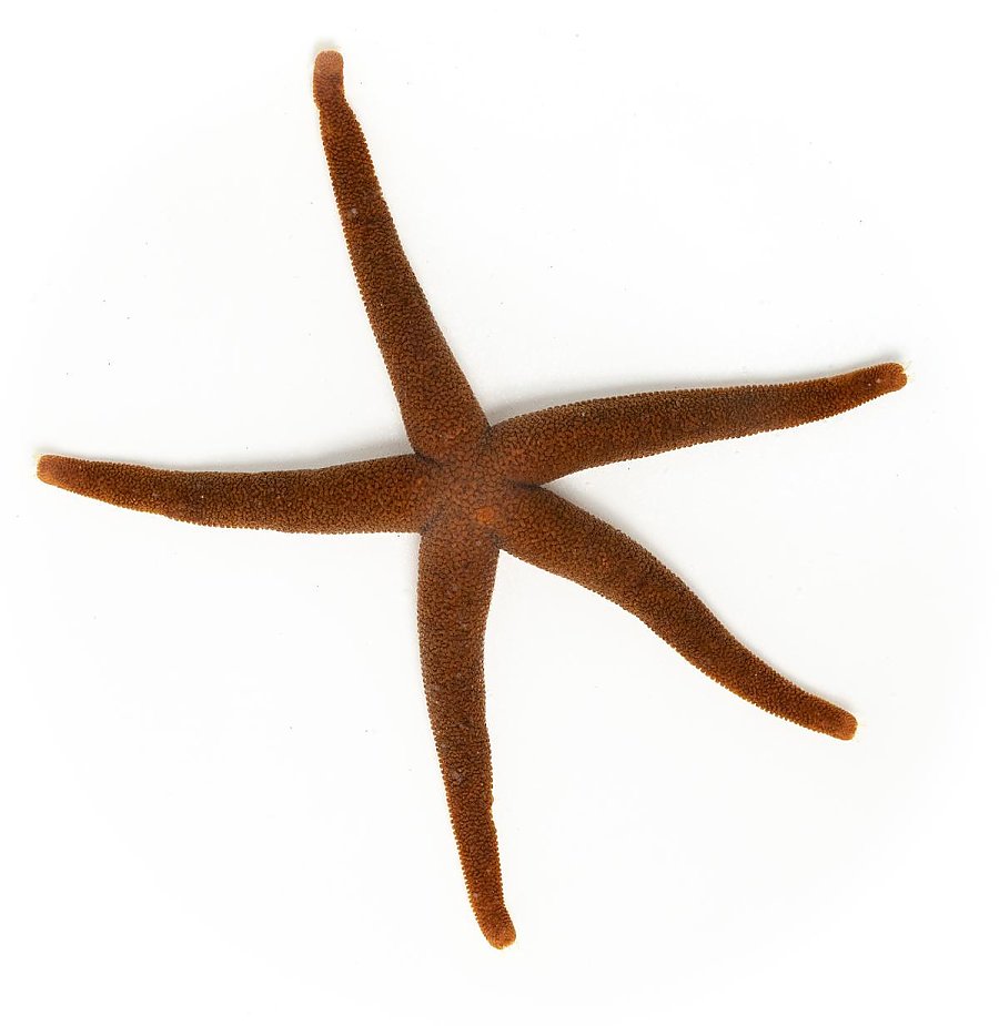 A dark almost brown and slender Pacific blood red star on a white background