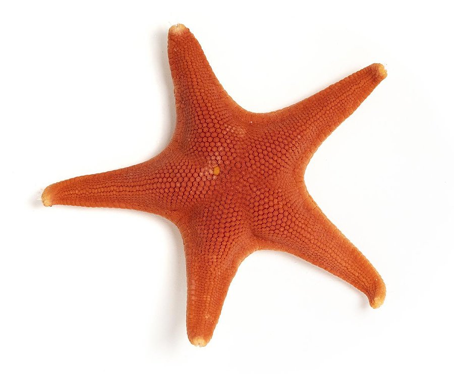 A vivid vermillion star isolated on a white background.