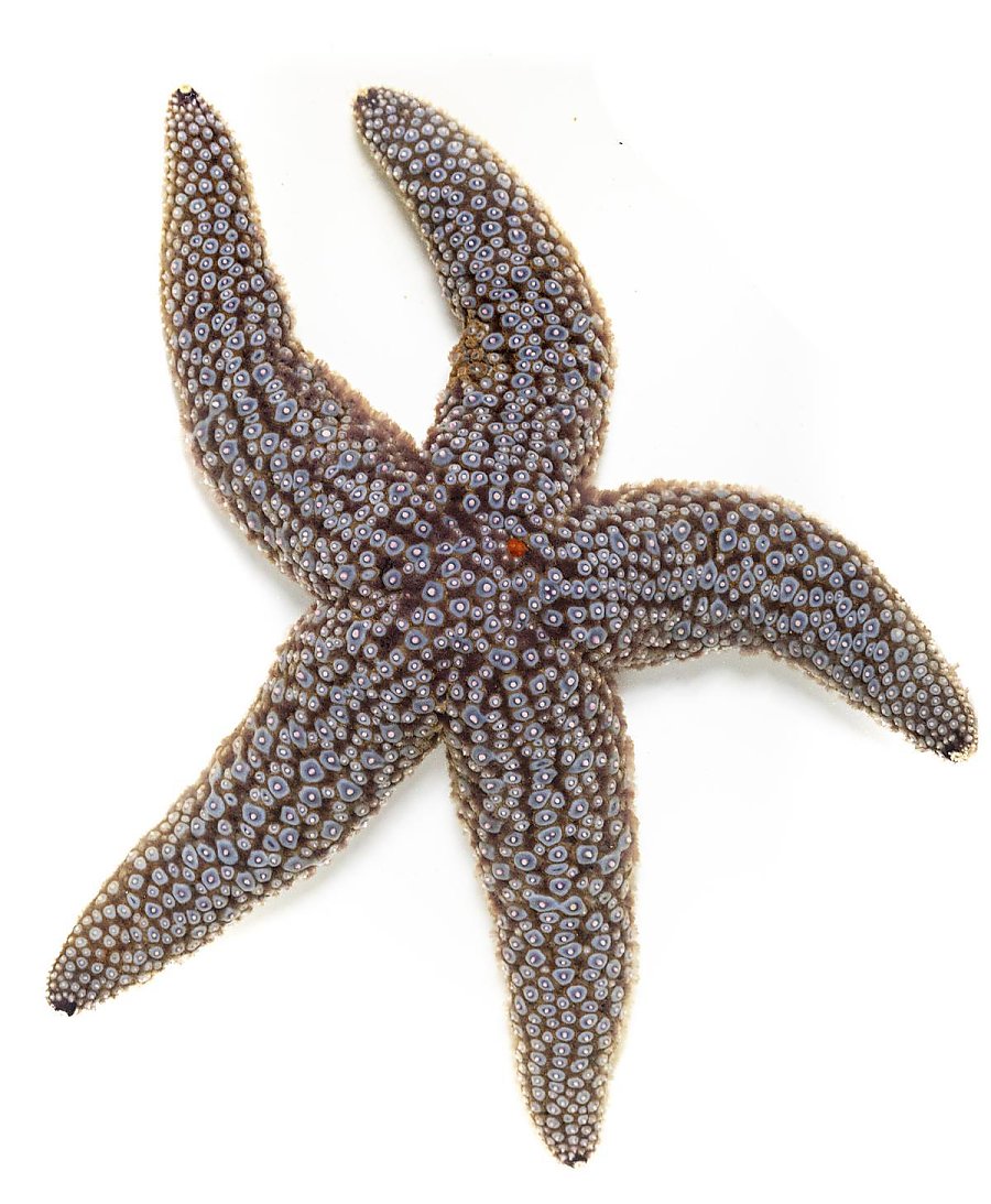 Giant spined star with a detailed texture on its surface on a white background