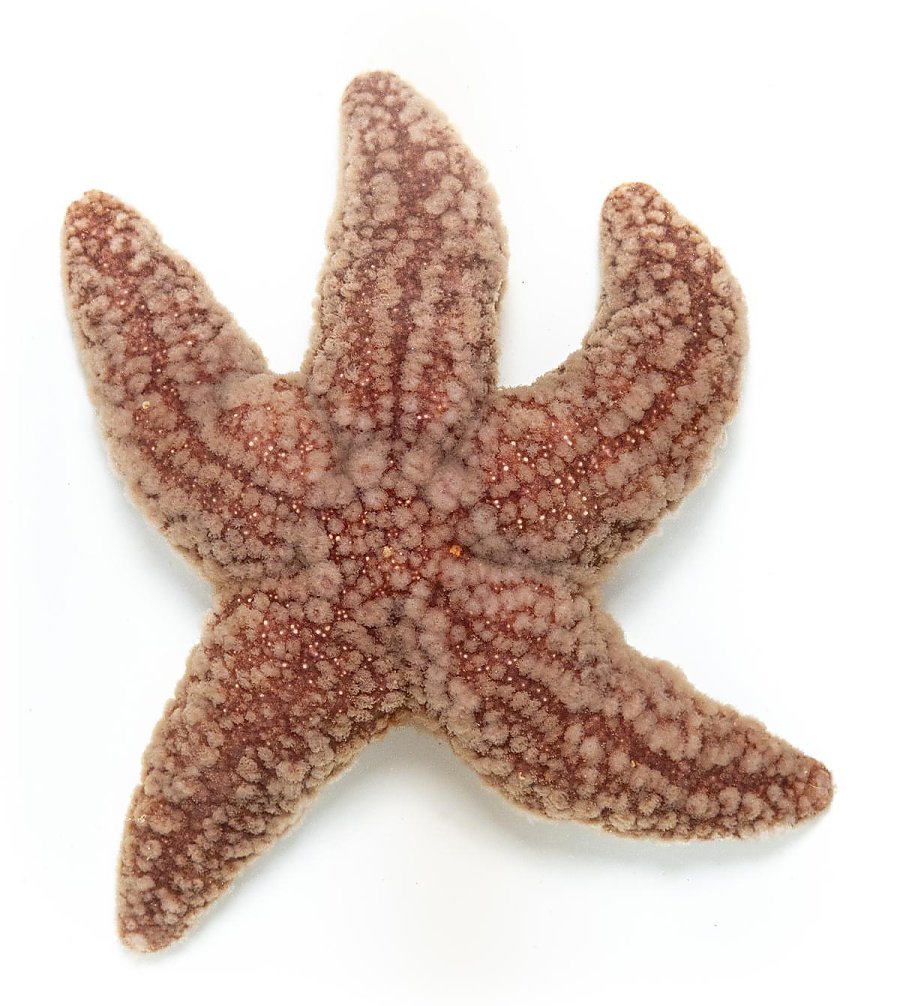 Pink sea star with a detailed, textured surface, displaying a pattern of small bumps and ridges in shades of pinkish brown and beige against a plain white background.