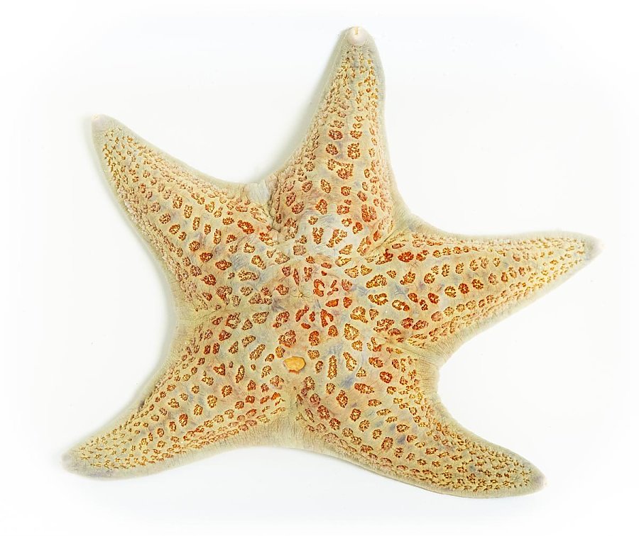 A leather star with a light beige color and patterned orange markings on a white background.