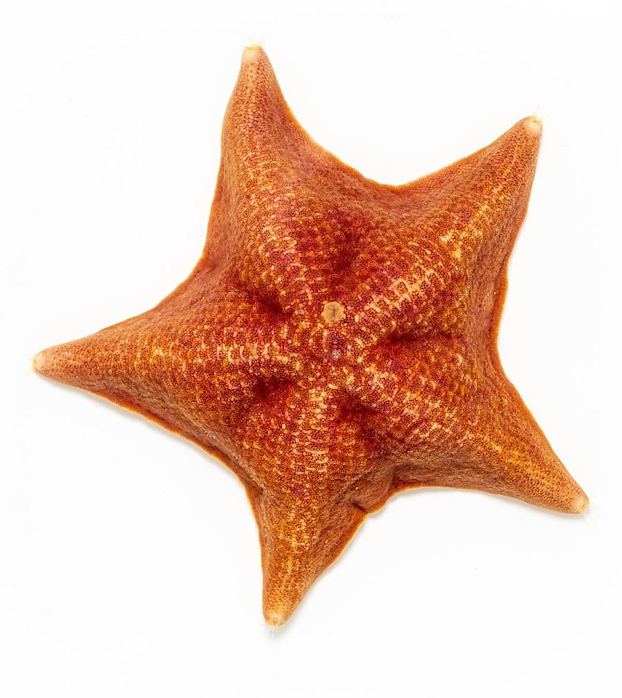 A Bat star (Patiria miniata), showcasing its vibrant orange color and distinct webbed five-pointed star shape, against a white background.