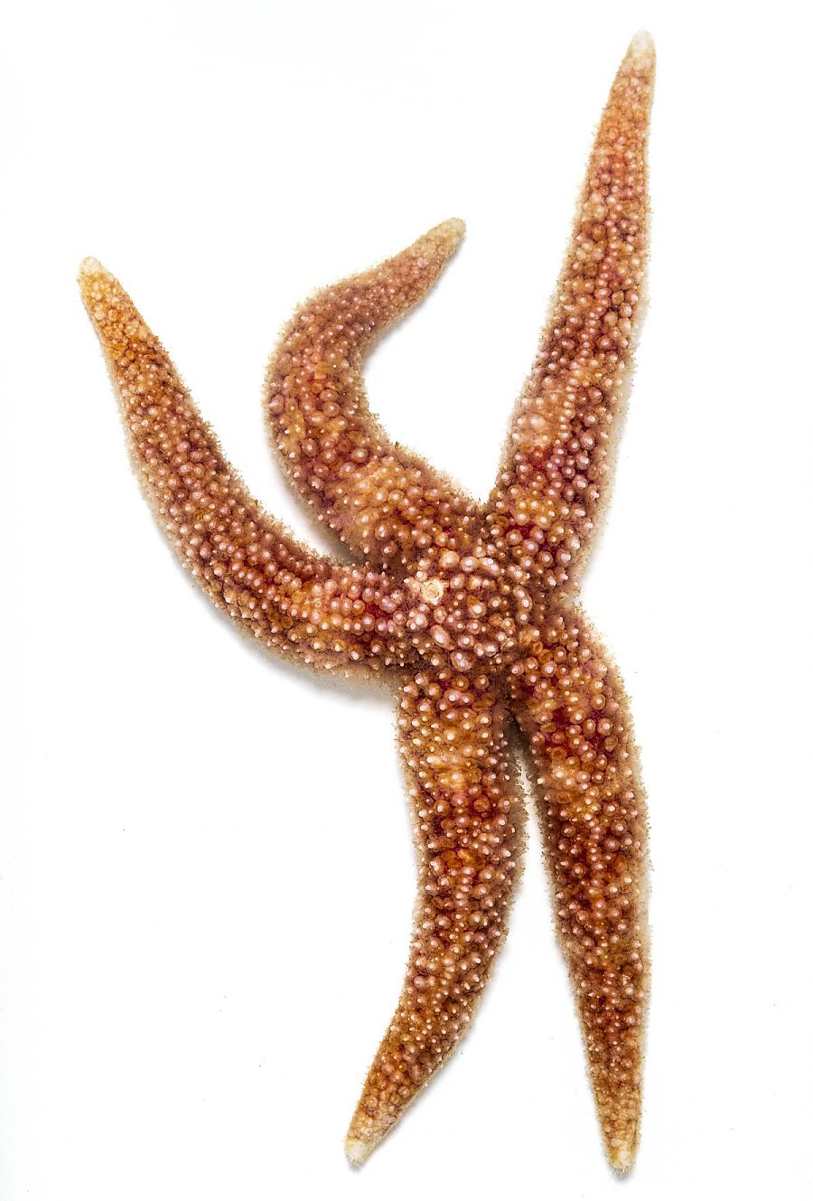 A rusty brown sea star known as a rainbow sea star extending its arms in the upwards direction on a white background