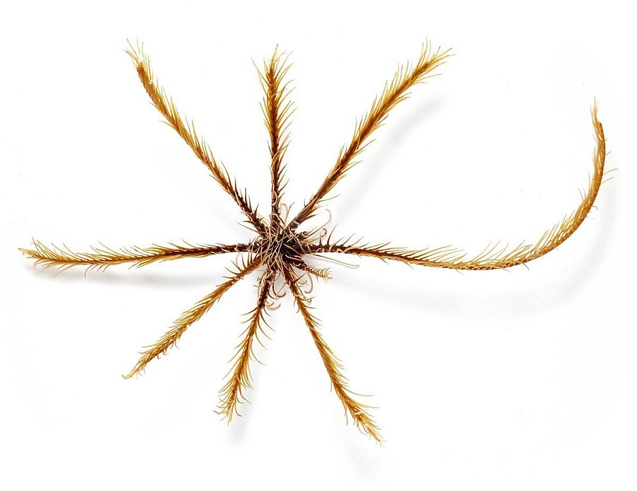 A slender-looking feather star with eight arms covered in what look to be hairs or brittles.