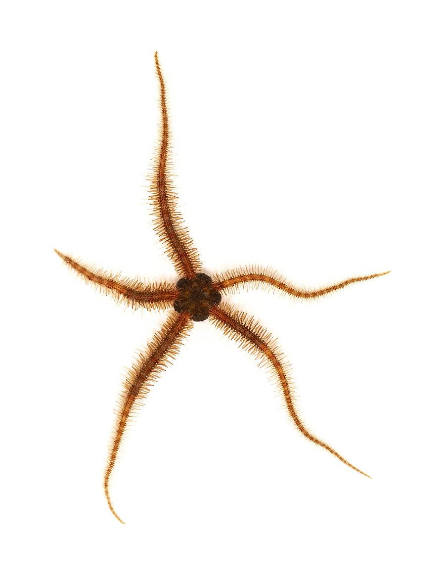 A brittle star featuring long, slender, hairy arms radiating from a central disk, isolated on a white background.