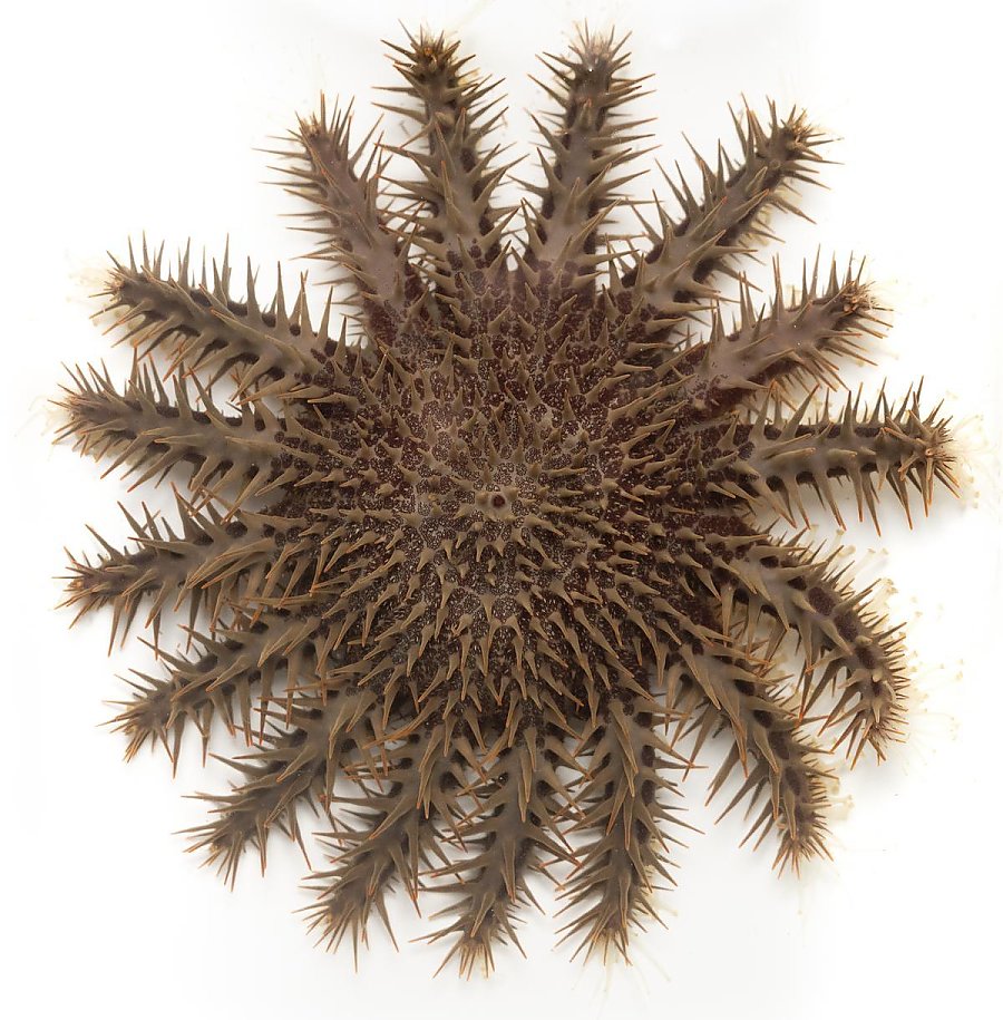 Overhead view of a crown of thorns sea star showing its 16 spiny arms radiating from a central body on a white background.