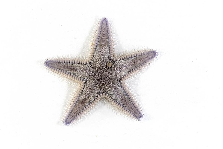 A grey-colored bumpy sea star known as "Spiny sand star" on a white background
