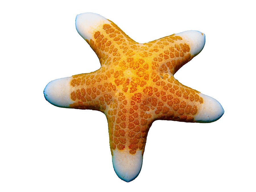 stubby sea star with yellow and orange mottled body and white patches at ends of arms