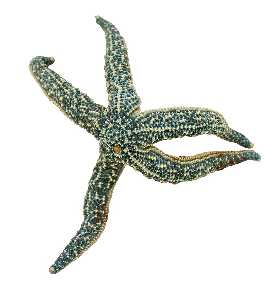 Green and light yellow skinned armed sea star