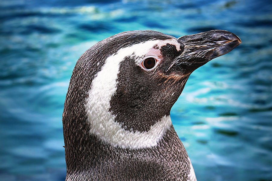 Magellanic Penguin Inca