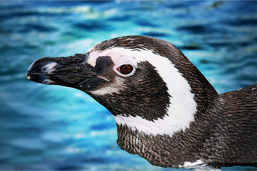 Magellanic Penguin Milo