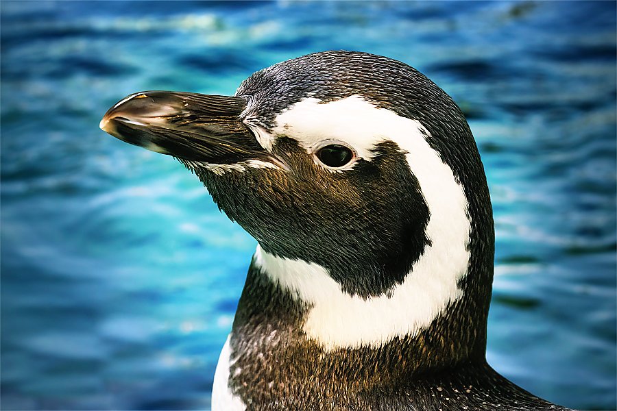 Magellanic Penguin Rosie