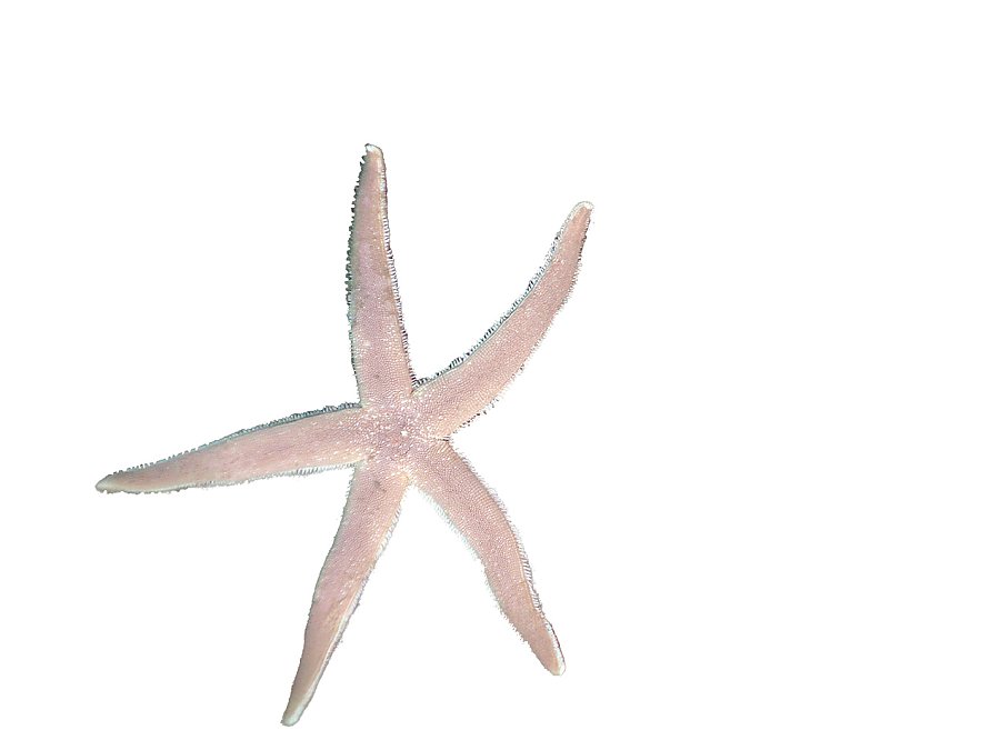 very light tan thin armed sea star