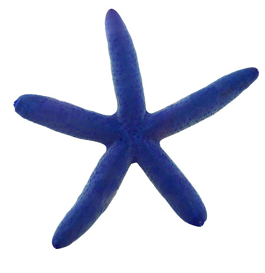 Blue Linckia star displaying smooth dark blue arms