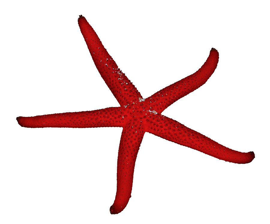 red long armed star with many small black nodules on body