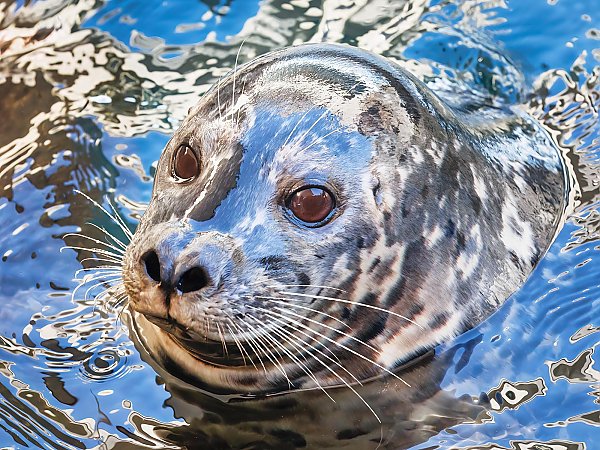 harbor seal head above the water's surface