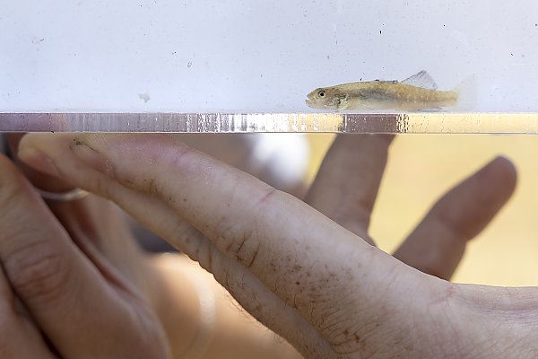 A small northern tidewater goby fish inside a viewing container