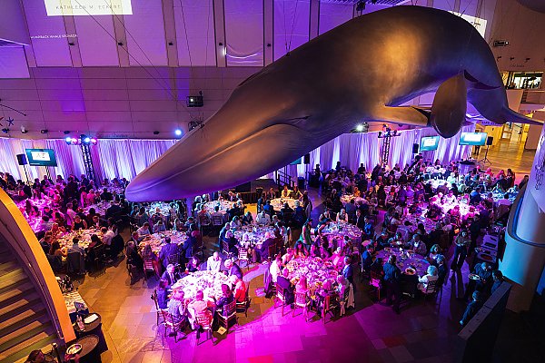 Great Hall filled with nighttime dinner guests below a model blue whale