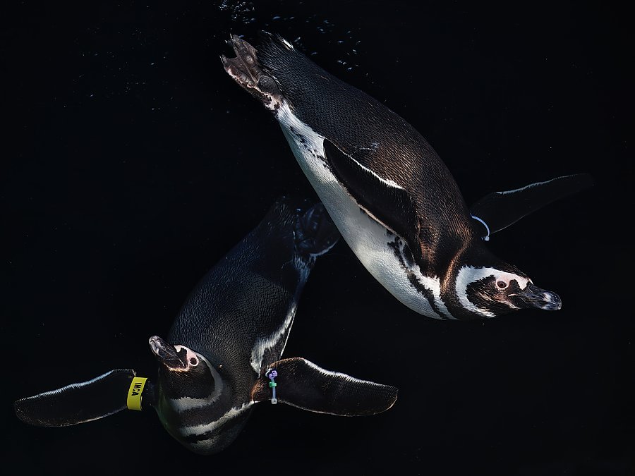 Two penguins with their wings outstretched underwater