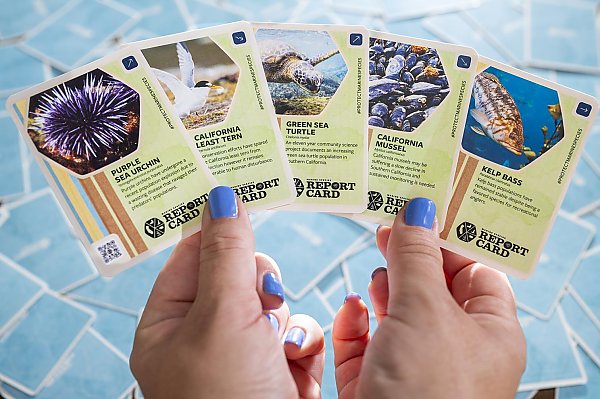 Close up of two hands holding five cards with images of marine animals