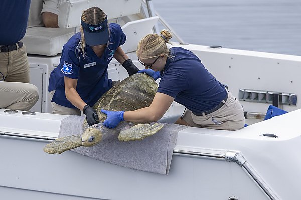 Two people lift a turtle onto a towel on the edge of a boat