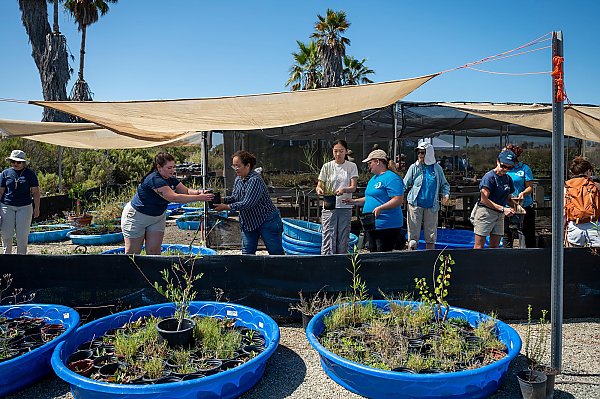 People passing plants to each other on a sunny day with blue skies