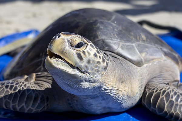A green sea turtle raises its head with a blue tarp beneath