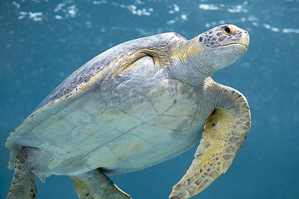 rescued turtle with 3 flippers swims in the new Sea Turtle Rehabilitation Center