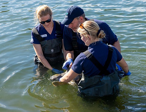 Three people in dark blue uniforms wade int he water holding a turtle
