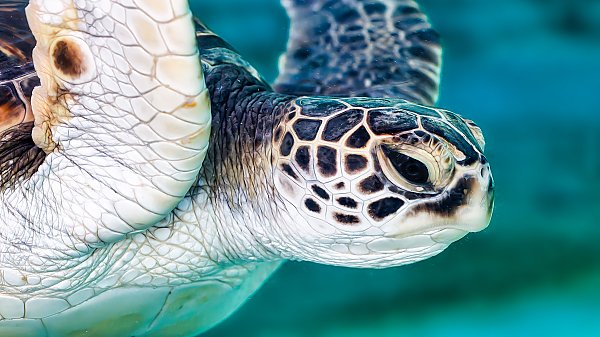 Closeup of green sea turtle head
