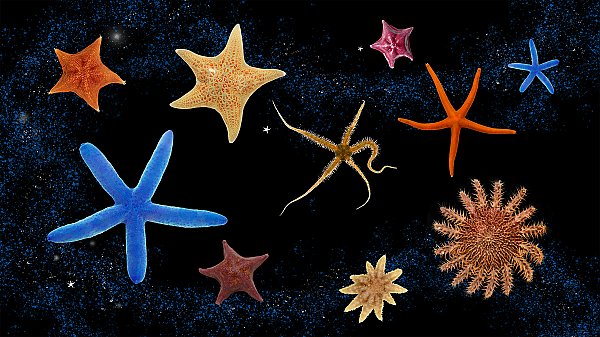Various sea star species of different shapes and sizes on a background of outer space