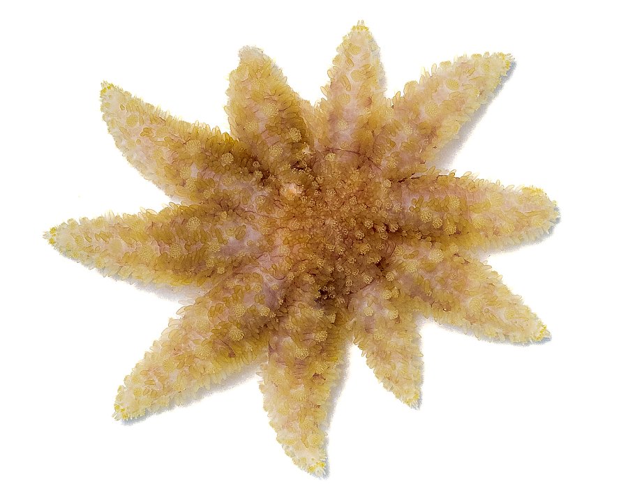 a baby sunflower star with short, little arms