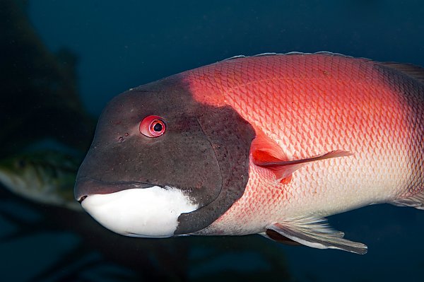 Male California sheephead