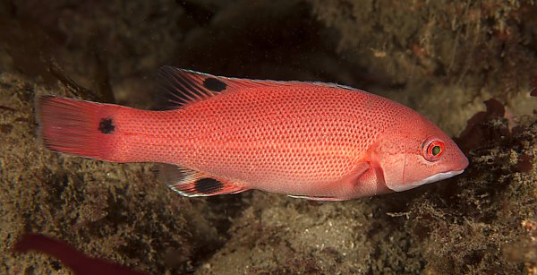 Female California sheephead