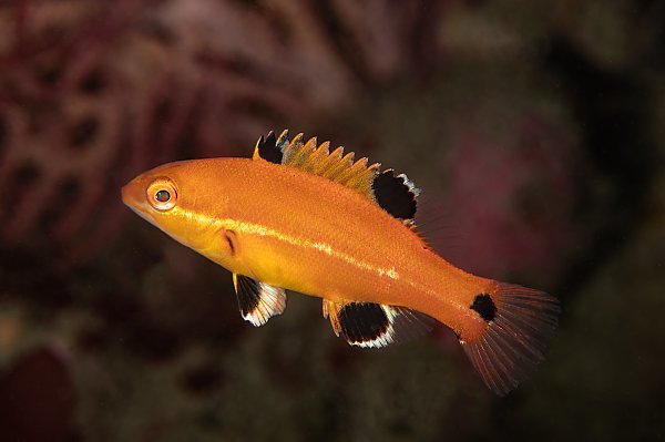 Juvenile California sheephead