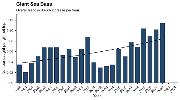 Giant sea bass abundance