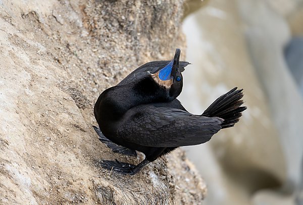 Brandt's cormorant mating show