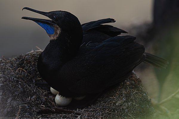Brandt's cormorant in nest