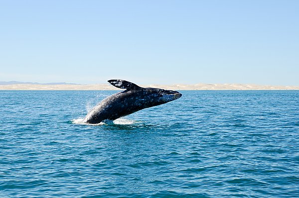 Breaching gray whale