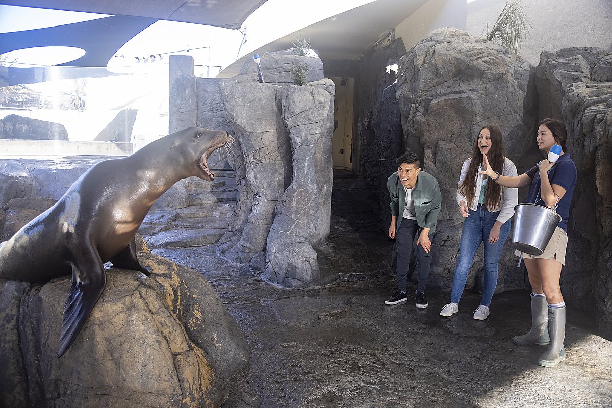 A sea lion atop a rock barks on signal from trainer while a young man and woman excitedly look on