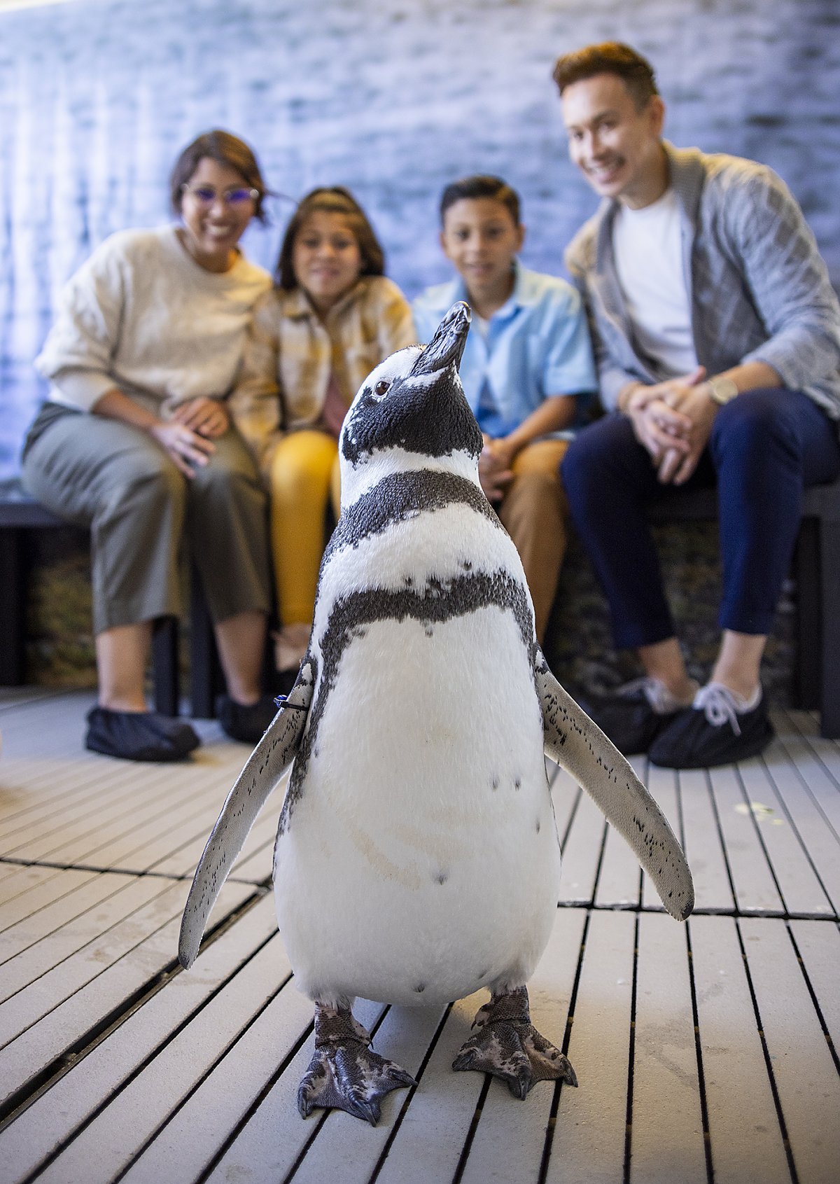 Penguin stands confidently as a young family of four excitedly looks on closely seated behind.