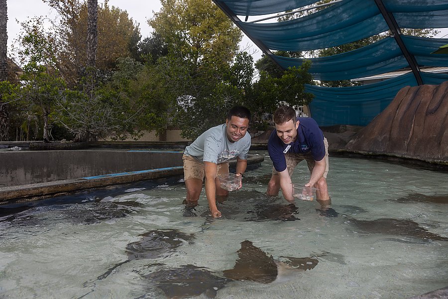 Two people are interacting with stingrays at a touch pool in Shark Lagoon. They appear joyful as they feed the animals under the water.