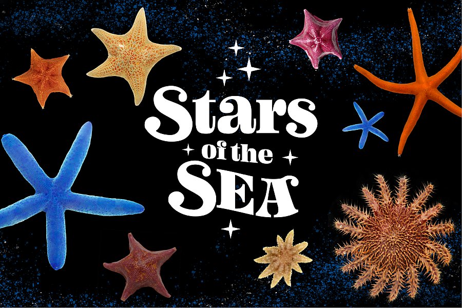 Stars of the Sea Visitor Guide App Main Image